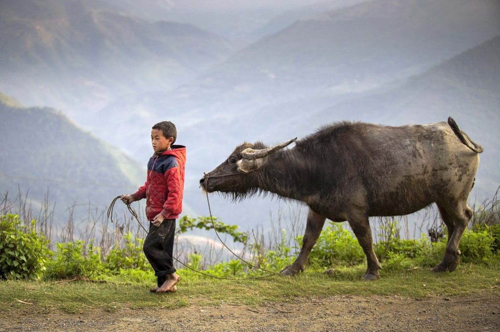 boy, buffalo herder, ha giang-6559419.jpg